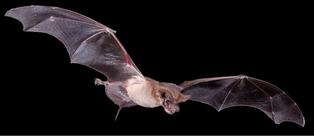 Frontiers  Ecosystems Services Provided by Bats Are at Risk in Brazil